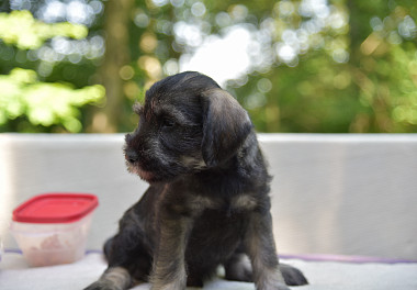 Mittelschnauzer