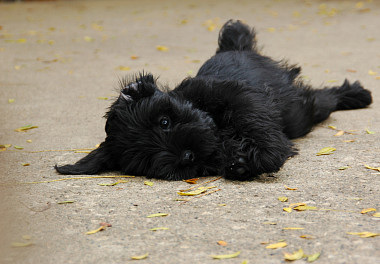 Mittelschnauzer