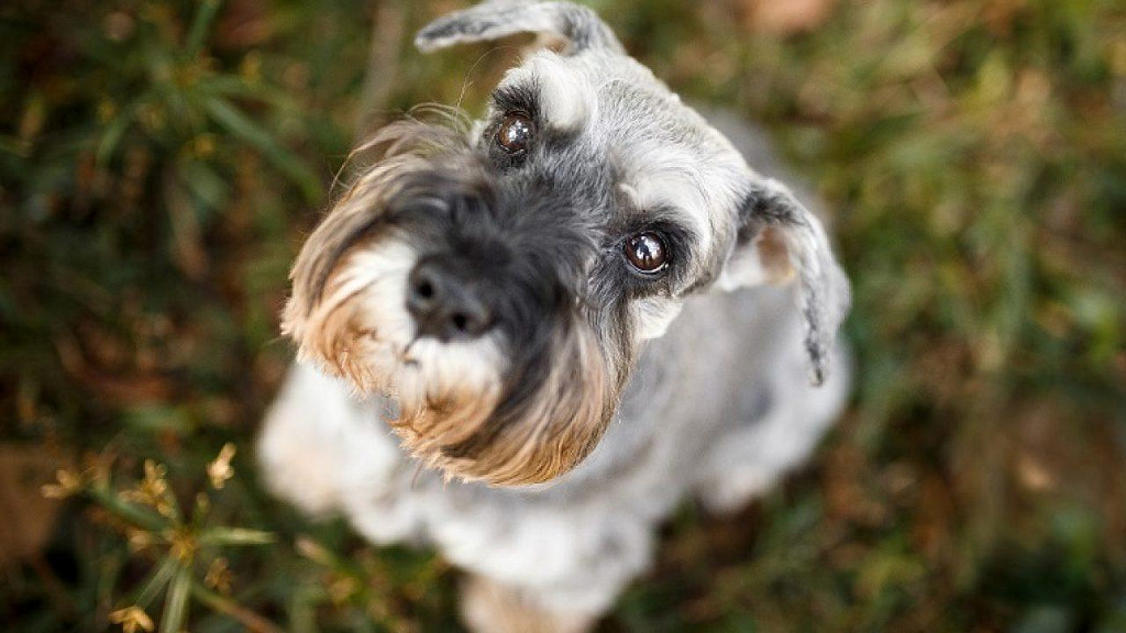 Mittelschnauzer Muzzle