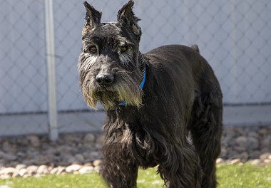 Mittelschnauzer