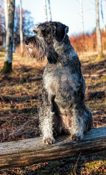 Mittelschnauzer