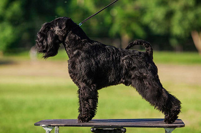 Mittelschnauzer in Profile