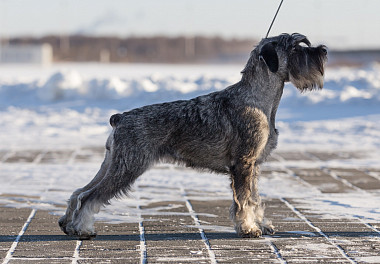 Mittelschnauzer