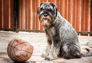 Mittelschnauzer