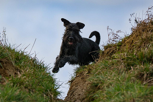 Mittelschnauzer