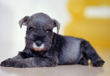 Mittelschnauzer