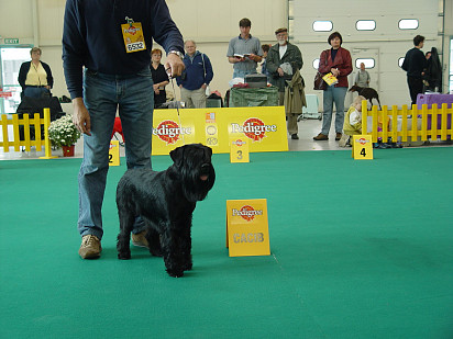 Mittelschnauzer on display