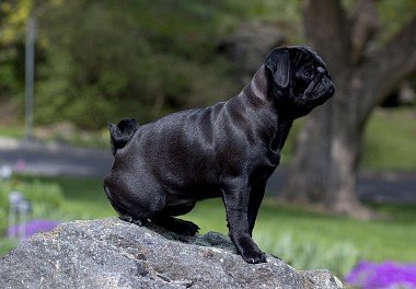 Pug