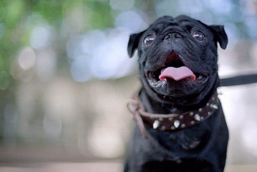 Black Pug