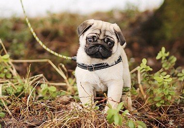 Pug