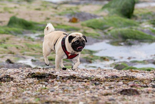 Pale Pug (beige)