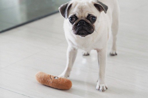 Silver Pug (white)