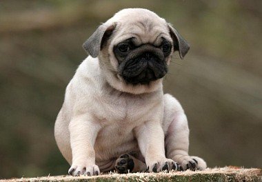 Pug