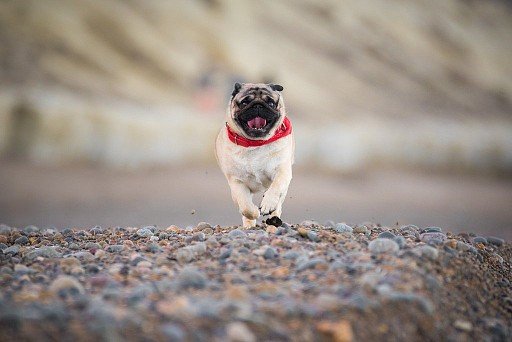 Pug