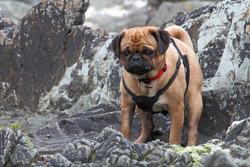 Apricot pug