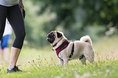 Pug Training