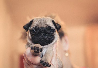 Pug