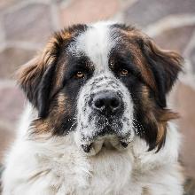 Moscow guard dog