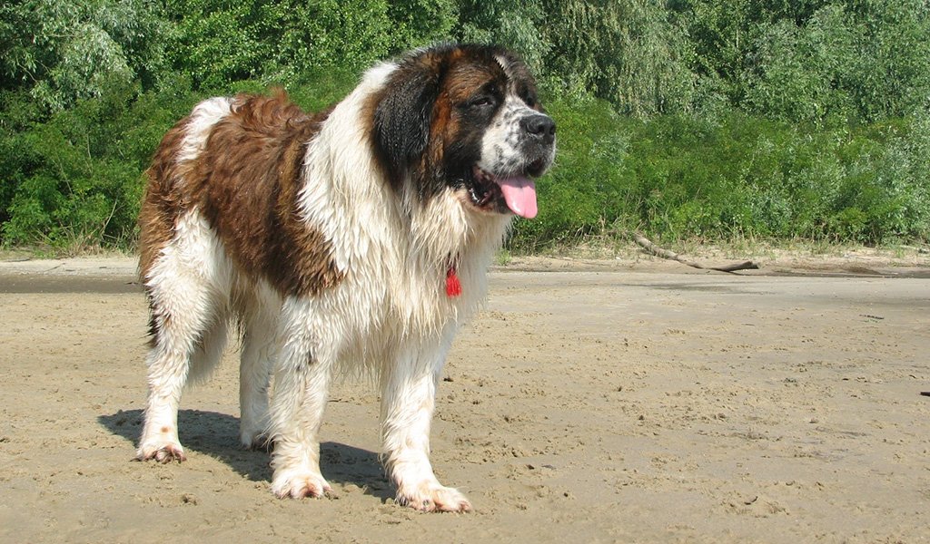 Moscow guard dog