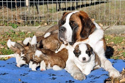 Moscow guard dog puppies with mom