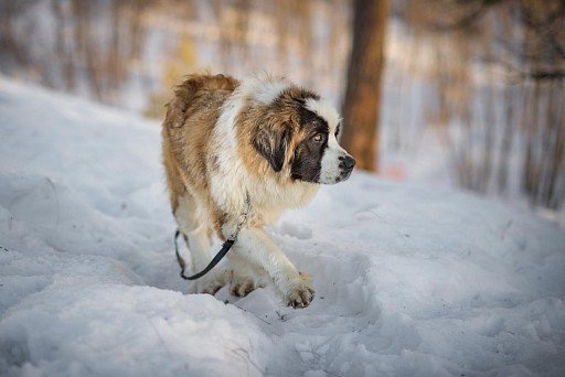 Moscow Watchdog