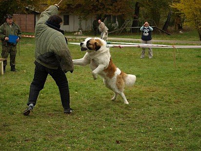 Training a Moscow guard dog