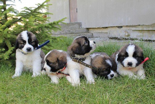 Moscow guard dog