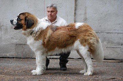 Moscow guard dog with human