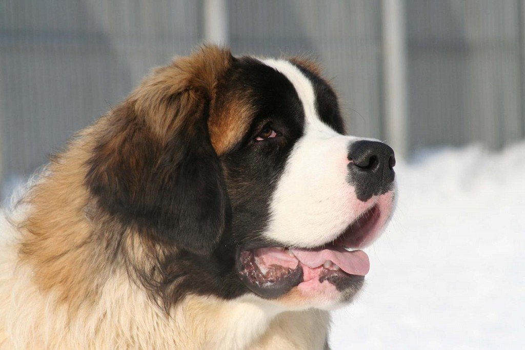 Muzzle of a Moscow guard dog