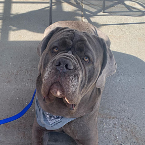 Neapolitan Mastiff