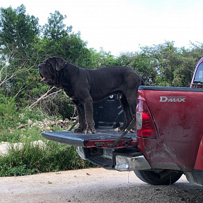 Neapolitan Mastiff