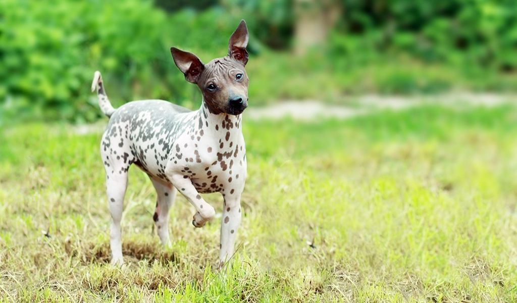 American Naked Terrier