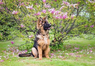 German Shepherd