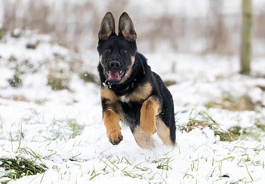 German Shepherd