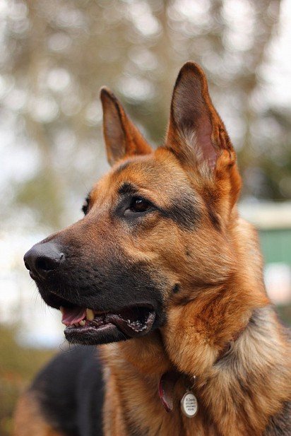 German Shepherd Muzzle