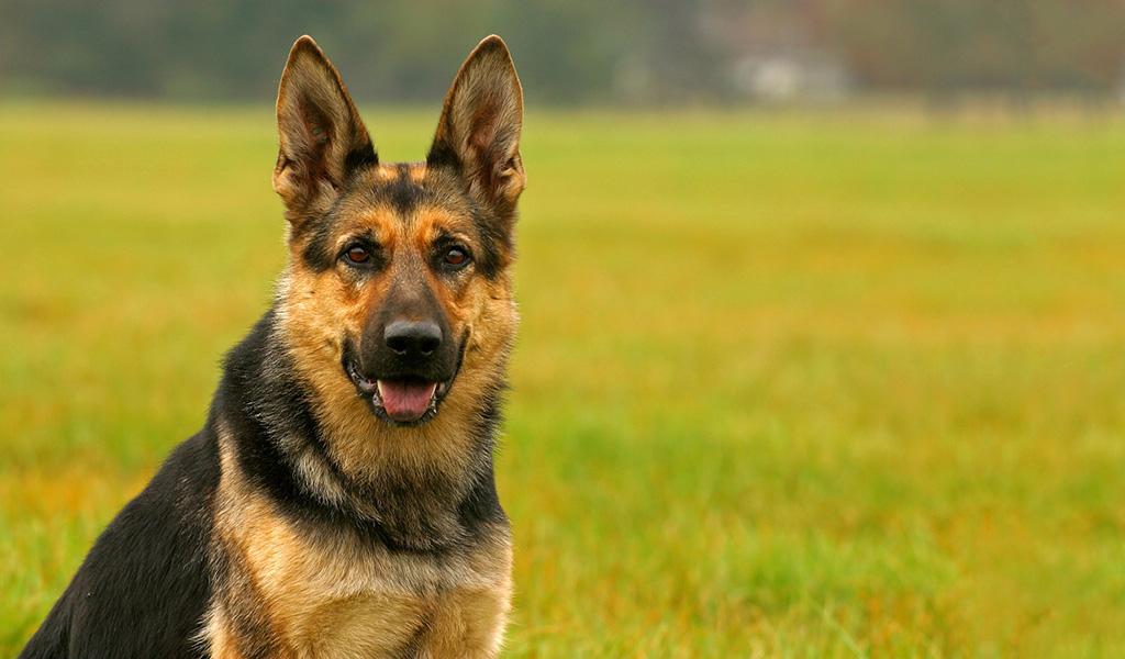 German Shepherd