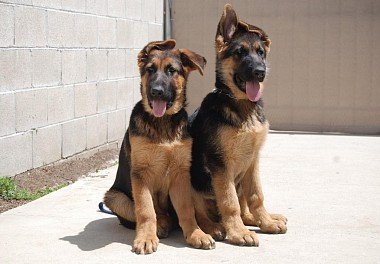 German Shepherd