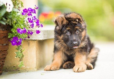 German Shepherd