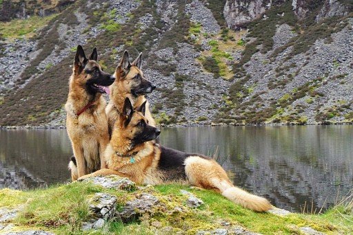 German Shepherd Dog