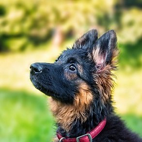 German Shepherd