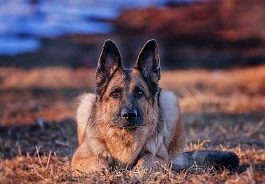 German Shepherd