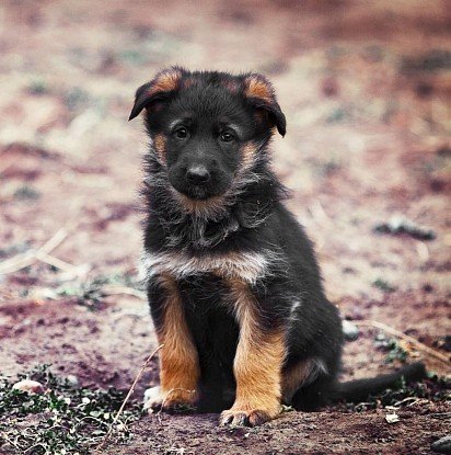 German Shepherd puppy