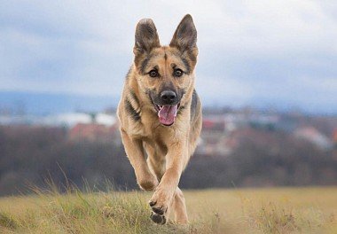 German Shepherd