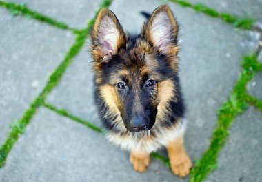 German Shepherd