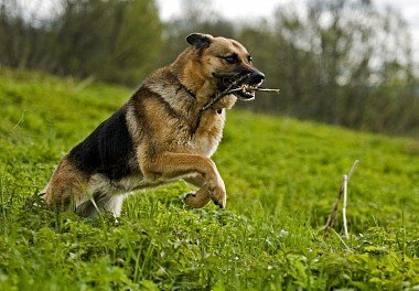 German Shepherd