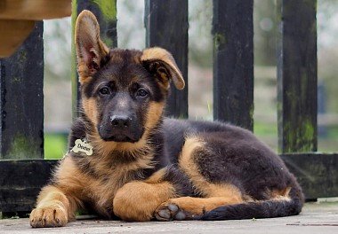 German Shepherd