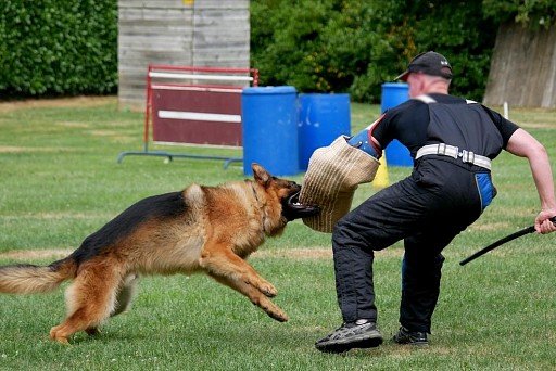 German Shepherd