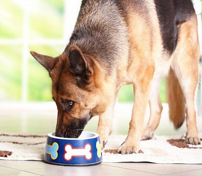 German Shepherd at Meal