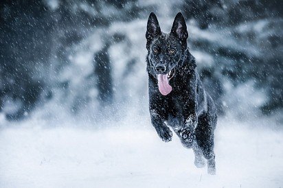 Black German Shepherd Dog