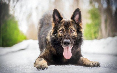 German Shepherd Dog